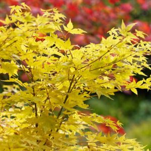 Acer palmatum Bi-Hoo – Érable du Japon