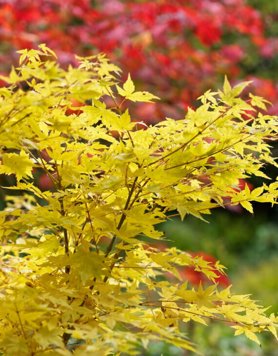 Acer palmatum Bi-Hoo – Érable du Japon – Image 2