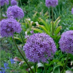 Allium Gladiator – Ail d’ornement
