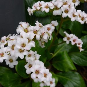 Bergenia Bressingham White – Bergénie blanche