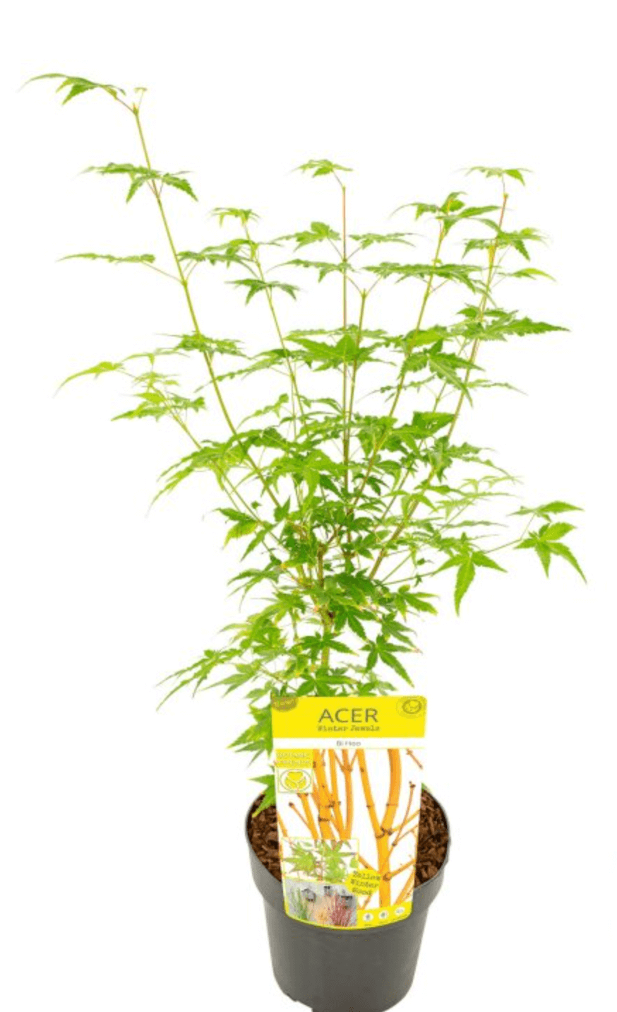 Acer palmatum Bi-Hoo – Érable du Japon – Image 4