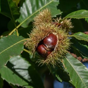Castanea sativa – Châtaigner commun