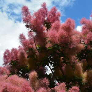 Cotinus coggygria Dusky Maiden – Arbre à Perruques
