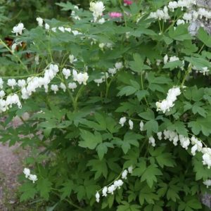 Dicentra spectabilis Alba – Cœur de Marie blanc