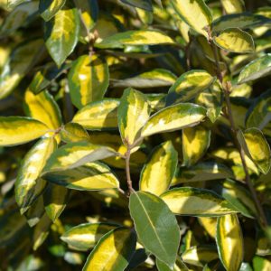Elaeagnus ebbingei Limelight – Chalef de Ebbing