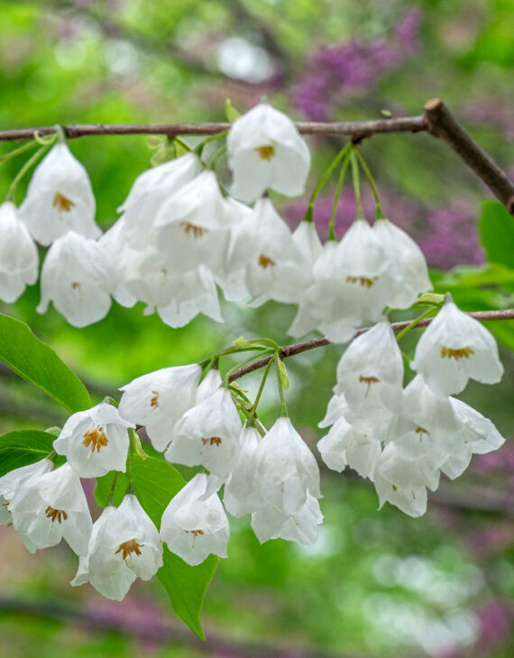 Halesia carolina – Arbre aux cloches d’argent – Image 3