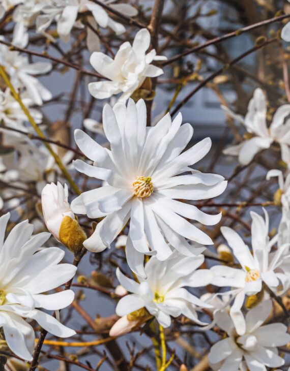 Magnolia stellata – Magnolia étoilée – Image 3