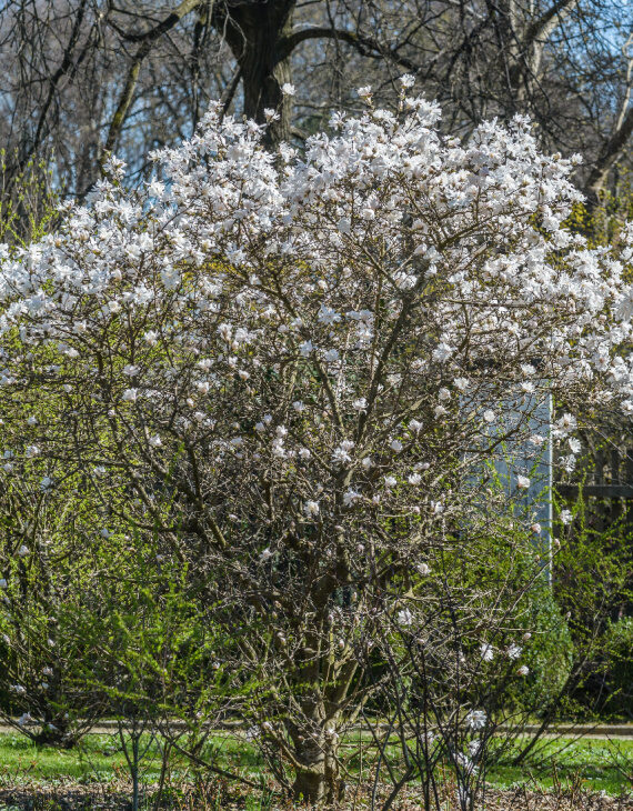 Magnolia stellata – Magnolia étoilée