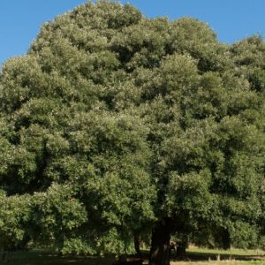 Quercus ilex – Chêne vert