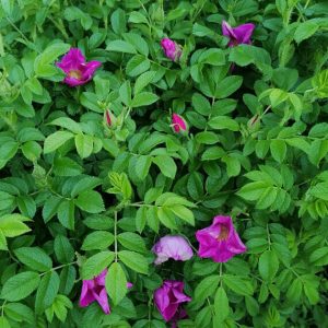 Rosa rugosa – Rosier rugueux