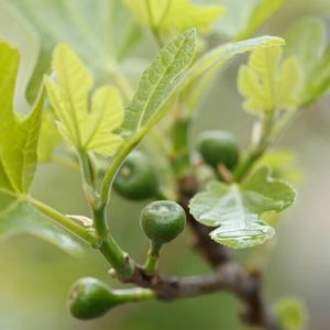 Ficus carica Brown Turkey – Figuier Brown Turkey