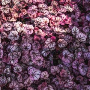 Heuchera Obsidian – Heuchère Obsidian